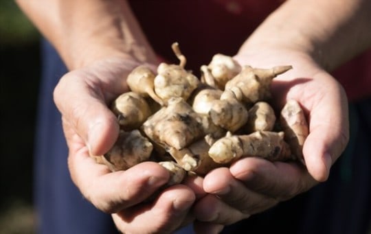 what do sunchokes taste like