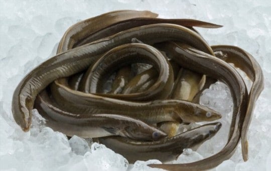 What Does Eel Taste Like? Does Eel Taste Good?