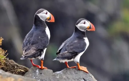 what does puffin taste like