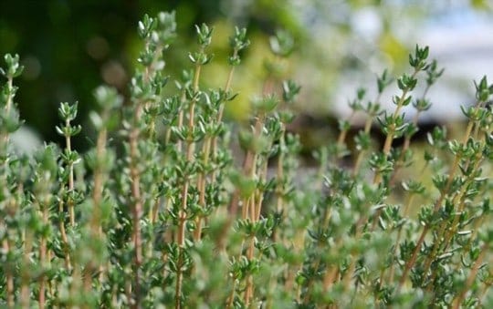 What Does Thyme Taste Like? Does Thyme Taste Good?