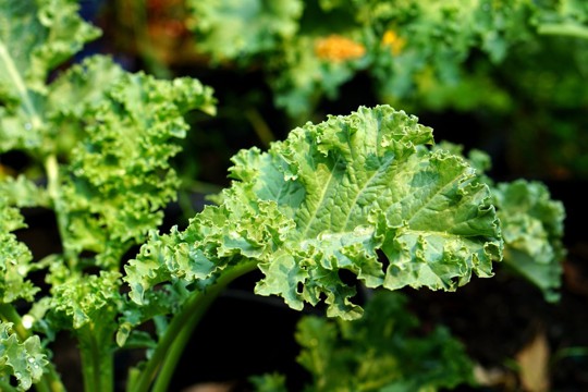 what is kale