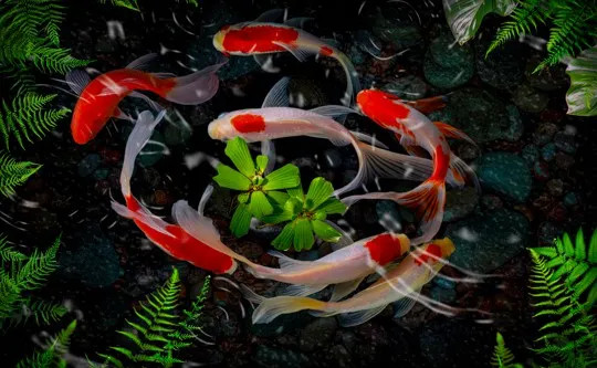what is koi fish