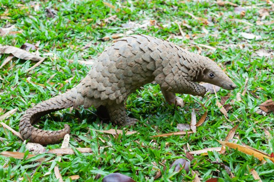 what is pangolin