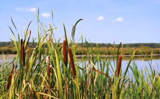 what part of cattails are edible