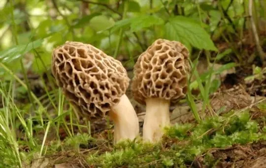 Can You Freeze Morel Mushrooms? Easy Guide to Freeze Morel Mushrooms