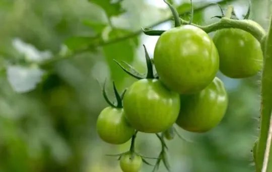 does freezing affect green tomatoes