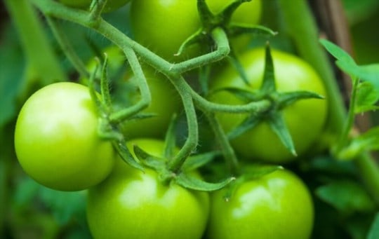 how to choose green tomatoes
