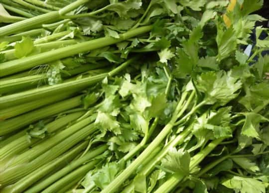how to freeze celery leaves