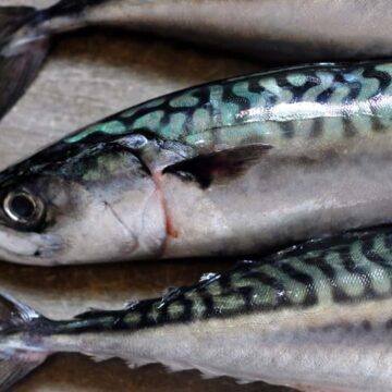 Mackerel