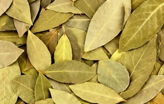 bay leaves