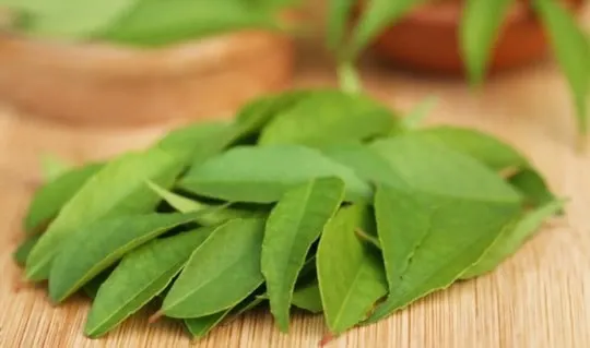 best substitutes for curry leaves