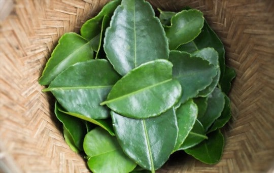 kaffir lime leaves