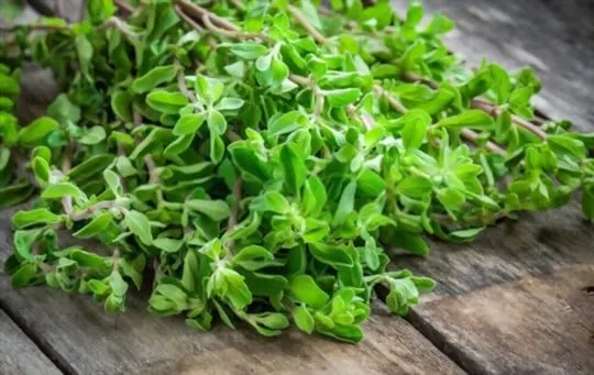marjoram