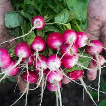 radish