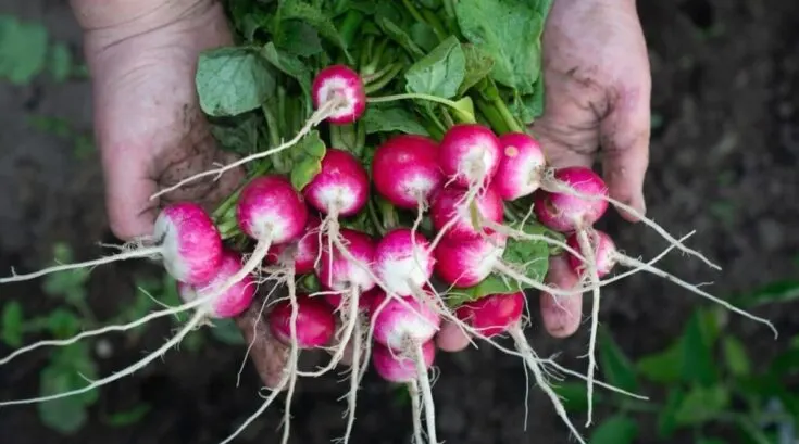What Does Radish Taste Like? Does Radish Taste Good?