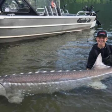 sturgeon fish taste like