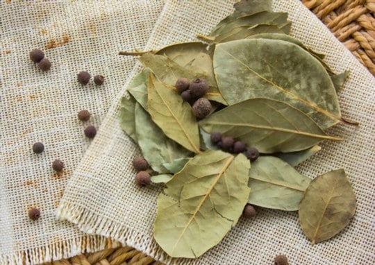 what are bay leaves
