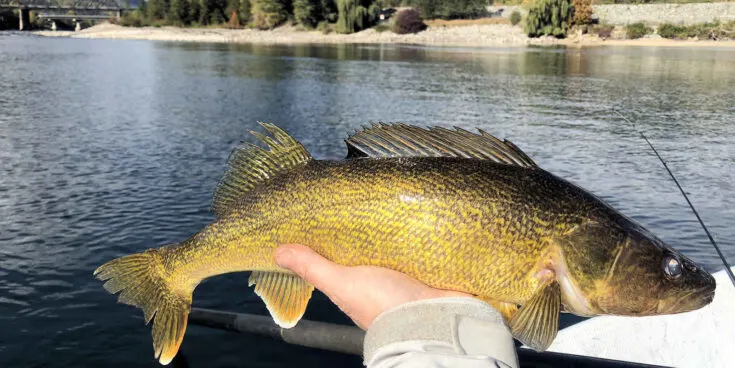 What Does Walleye Taste Like? Does Walleye Taste Good?