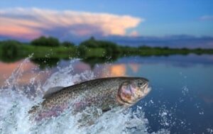 what to serve with trout