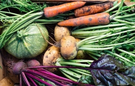 root vegetables