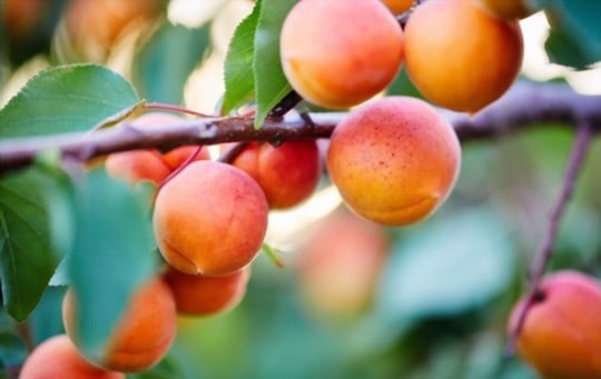 what is an apricot
