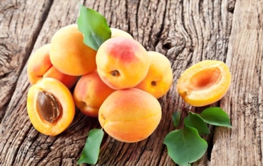 what the difference between a peach and an apricot