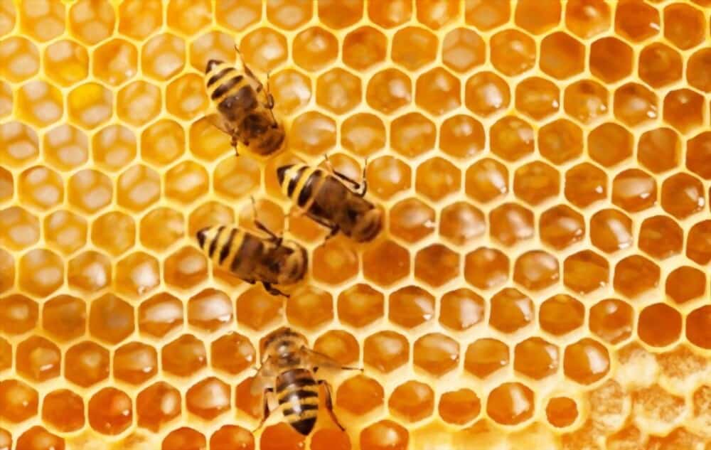 What Does Honeycomb Taste Like? Does Honeycomb Taste Good?