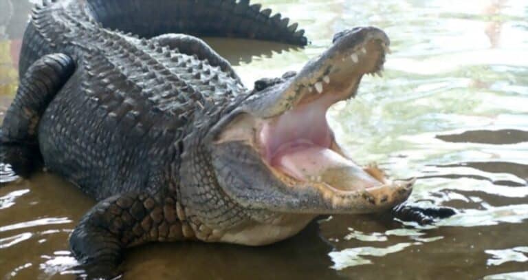 What Does Gator Taste Like? Does Gator Taste Good? | Eat Delights