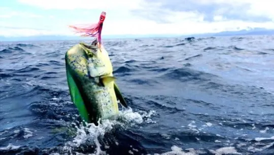 what is mahi mahi