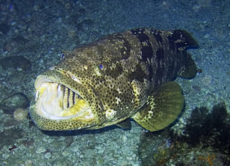 what-does-grouper-taste-like-does-grouper-taste-good-eat-delights