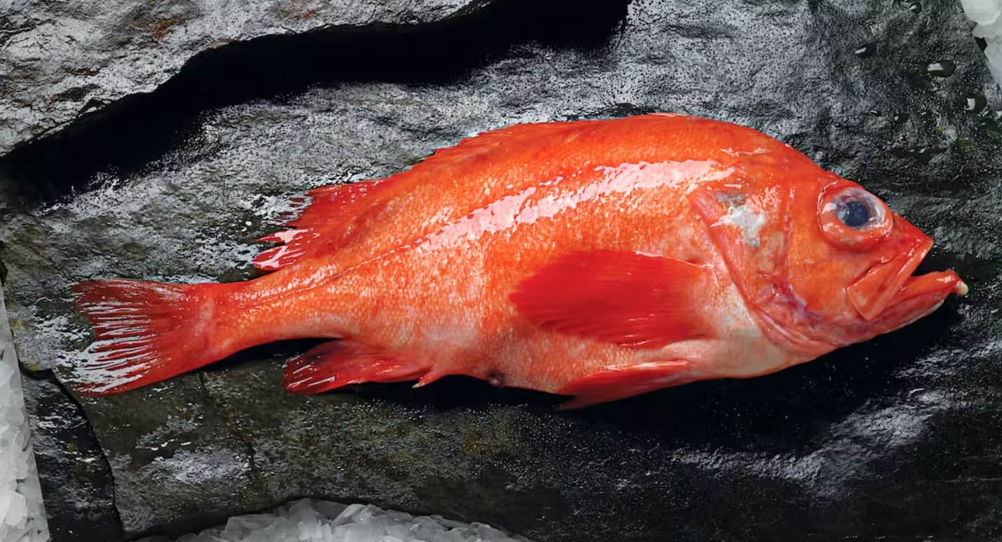 What Does Redfish Taste Like? Does Redfish Taste Good? | EatDelights