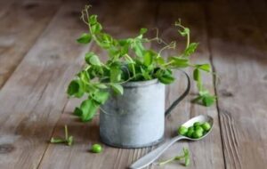 pea shoots substitutes