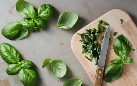 The 5 Best Substitutes for Basil in Recipes
